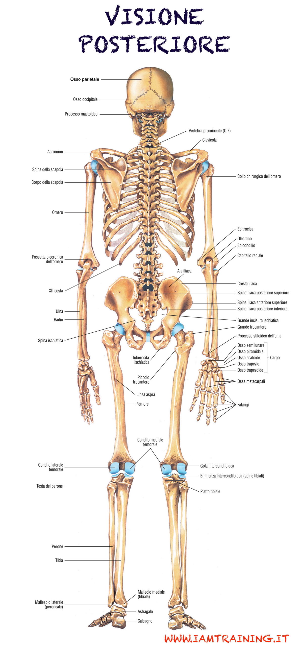 Ossa del corpo umano